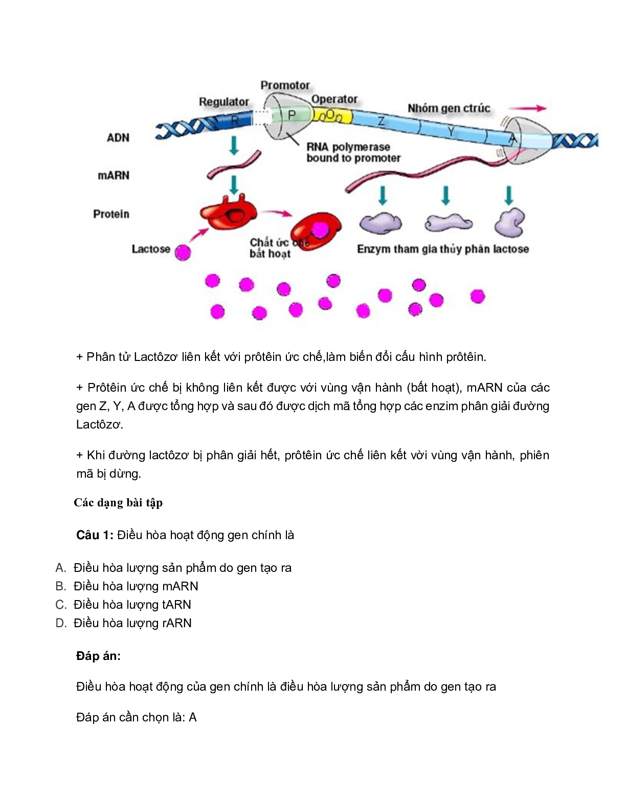 60 bài tập về điều hòa hoạt động gen (2024) có đáp án chi tiết nhất (trang 3)
