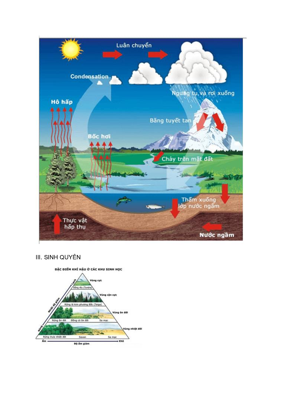 60 bài tập về chu trình sinh địa hóa và sinh quyển (2024) có đáp án chi tiết nhất (trang 4)