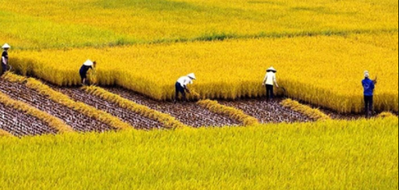 Văn bản Làng (Kim Lân) - Nội dung, Tác giả, Tác phẩm Ngữ văn 9