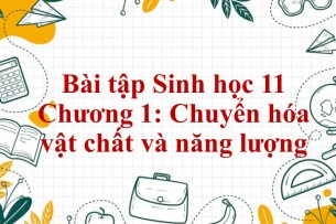 1000 Bài tập Sinh học 11 Chương 1: Chuyển hóa vật chất và năng lượng (có đáp án năm 2023)