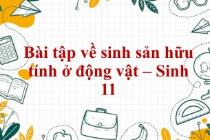 60 Bài tập về sinh sản hữu tính ở động vật (2024) có đáp án chi tiết nhất