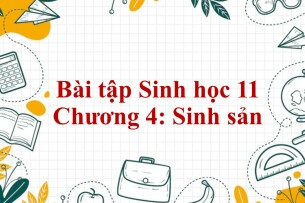 1000 Bài tập Sinh học 11 Chương 4: Sinh sản (có đáp án năm 2023)