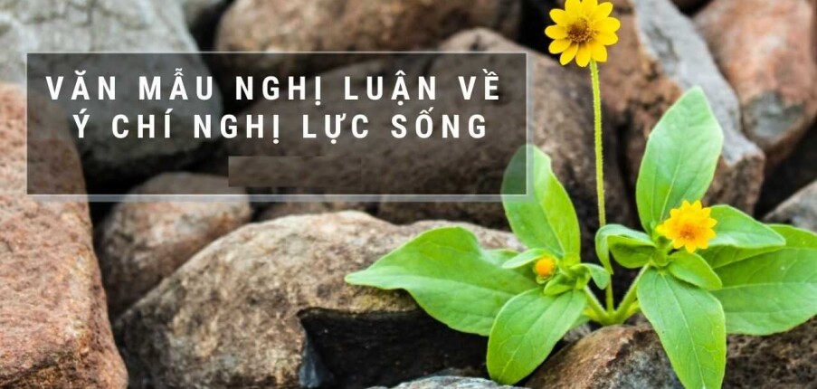 TOP 40 bài nghị luận xã hội về ý chí, nghị lực sống của con người (2023) HAY NHẤT