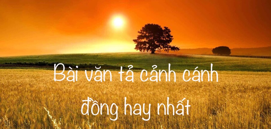 TOP 37 bài văn tả cánh đồng (2024) HAY NHẤT