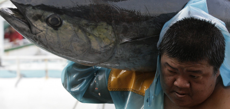 Thủy ngân trong cá ngừ: Loại cá này có an toàn để ăn không?