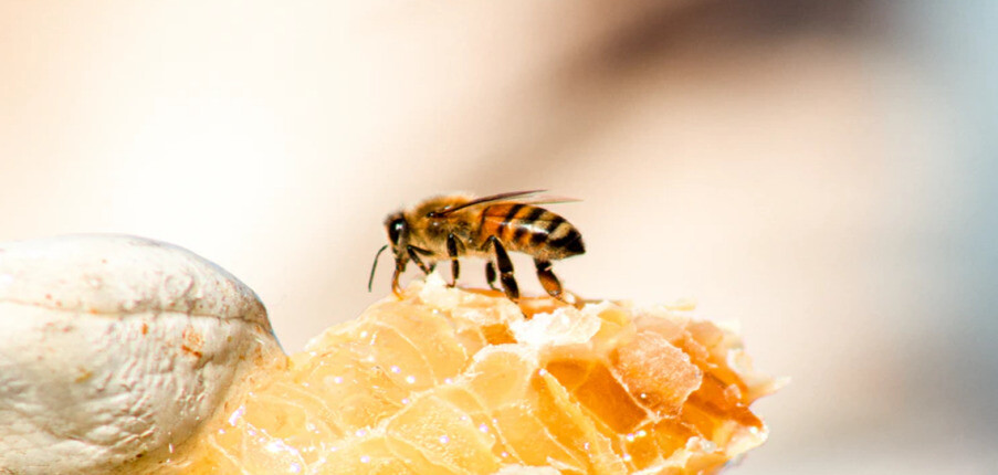 6 lợi ích hàng đầu của mật ong nguyên chất