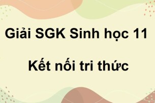 Giải SGK Sinh học 11 (Kết nối tri thức) Bài 24: Khái quát về sinh sản ở sinh vật