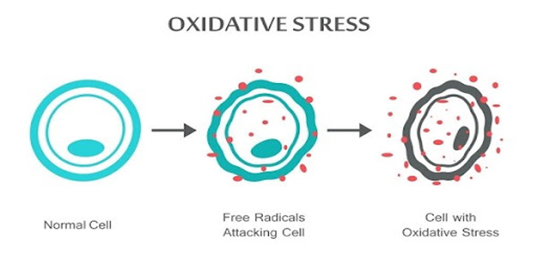 Oxidative stress ( mất cân bằng oxy hóa ) là gì?