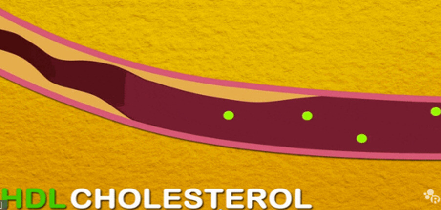 5 điều cần biết về HDL Cholesterol: Nồng độ tối ưu và biện pháp bổ sung