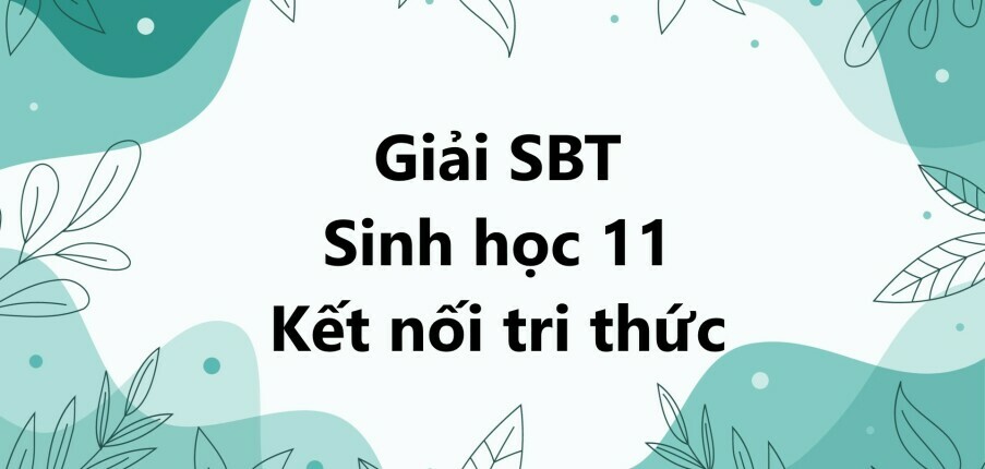 Giải SBT Sinh học 11 (Kết nối tri thức) Chương 1: Trao đổi chất và chuyển hóa năng lượng ở sinh vật