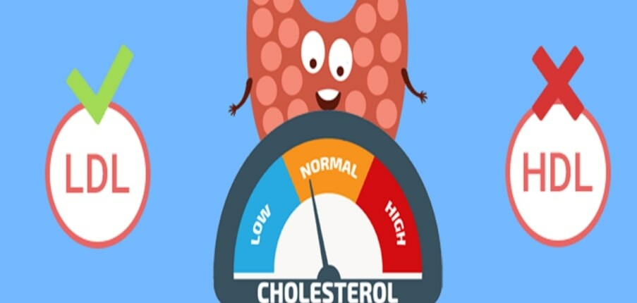 Tuyến giáp có ảnh hưởng như thế nào đến lượng cholesterol trong cơ thể?