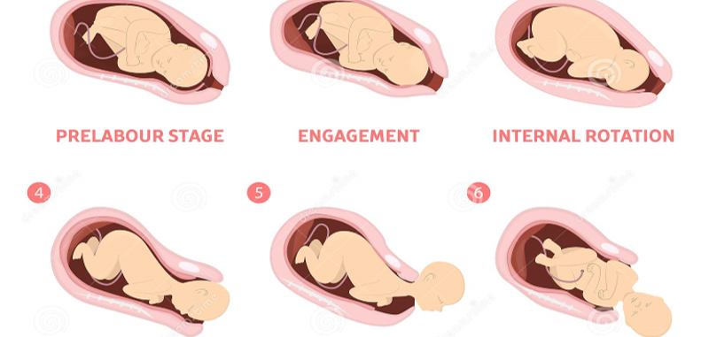 Các giai đoạn của cuộc chuyển dạ