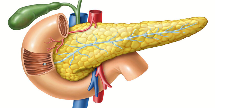 Tuyến tụy: Chức năng, vai trò trong tiêu hóa và các vấn đề thường gặp