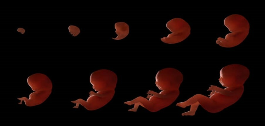 Sự phát triển của thai nhi theo tuần: em bé trông như thế nào trong bụng mẹ?