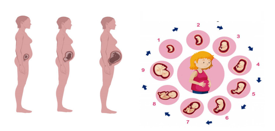 Sự phát triển của thai nhi: Các giai đoạn tăng trưởng theo từng tháng