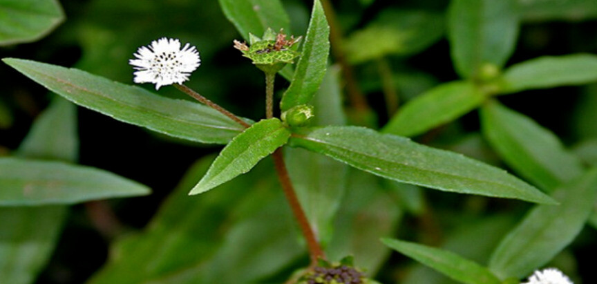 Cây cỏ mực (nhọ nồi): Tác dụng và một số bài thuốc hữu ích