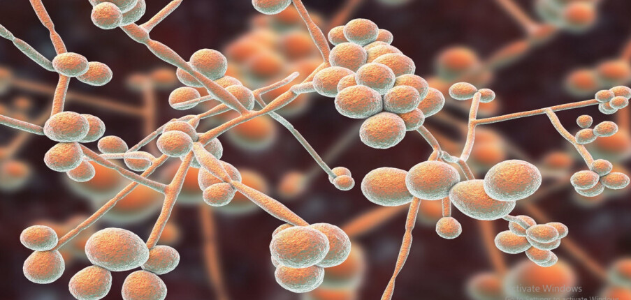 Bệnh nhiễm nấm Candida là gì? Nhận biết, điều trị và phòng ngừa tái phát