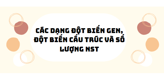 30 Bài tập các dạng đột biến gen, đột biến cấu trúc và số lượng nhiễm sắc thể 2024 (có đáp án)