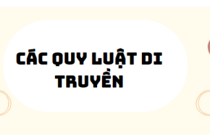 30 Bài tập các quy luật di truyền 2024 (có đáp án)