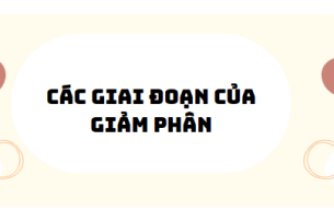 30 bài tập các giai đoạn của giảm phân 2024 (có đáp án)