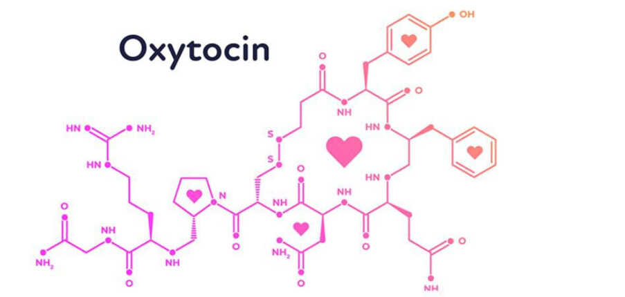 Hormon Oxytocin và những sự thật thú vị