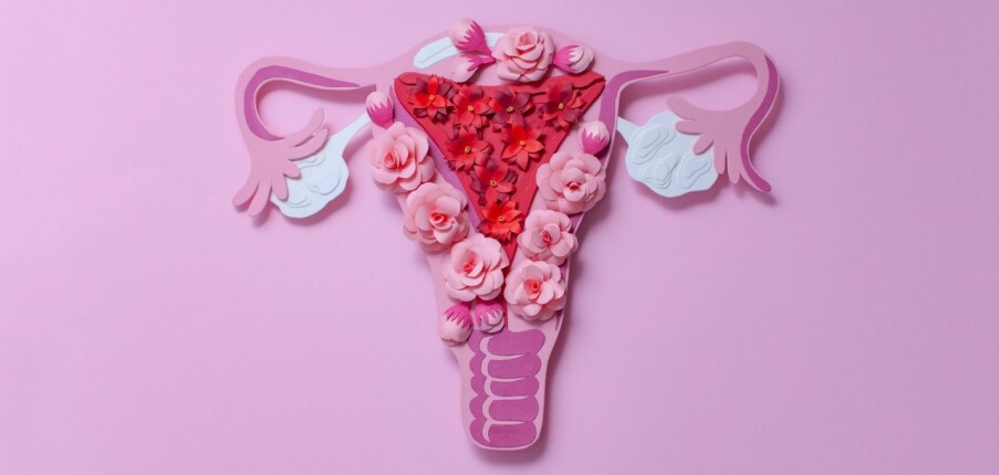 Niêm mạc tử cung: Giải phẫu, sự thay đổi và vai trò trong sinh sản