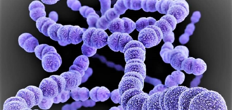 Phế cầu khuẩn có thể gây ra bệnh gì? Triệu chứng, cách lây lan, phòng ngừa và điều trị