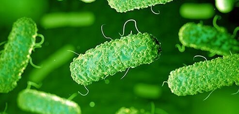 8 điều cần biết về vi khuẩn E. Coli và cách điều trị, phòng ngừa nhiễm khuẩn