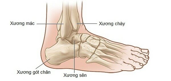 Bàn chân: Cấu trúc giải phẫu và các vấn đề thường gặp