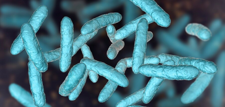 Lợi khuẩn Lactobacillus là gì? Vai trò của lợi khuẩn