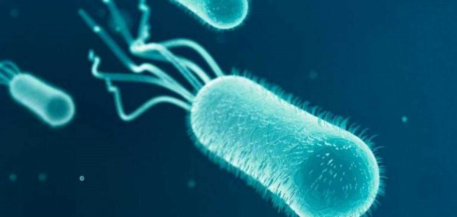Vi khuẩn: Phân loại, cấu trúc, sinh sống, mối nguy hại và hơn nữa