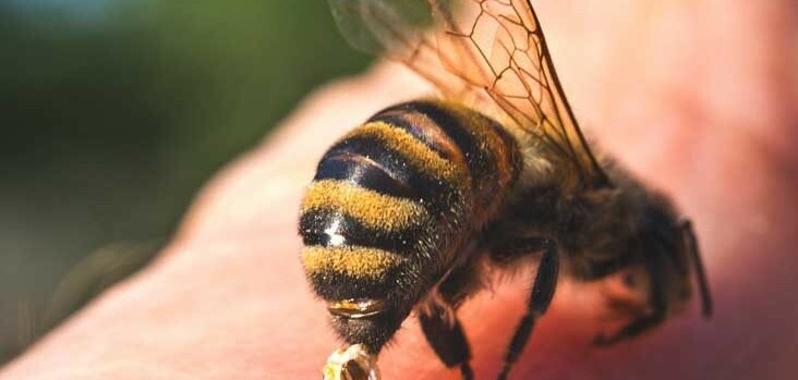 Cách xử lý khi bị ong đốt: 6 biện pháp hiệu quả nhất
