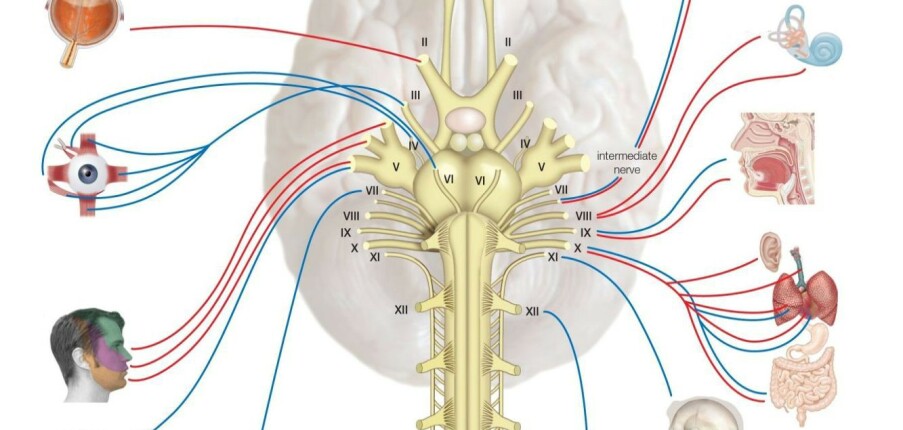 12 dây thần kinh sọ và chức năng của chúng