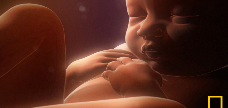 4 câu hỏi thường gặp về sự phát triển của thai nhi