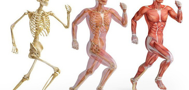 Hệ thống cơ xương khớp: Giải phẫu, chức năng và tình trạng bệnh lý