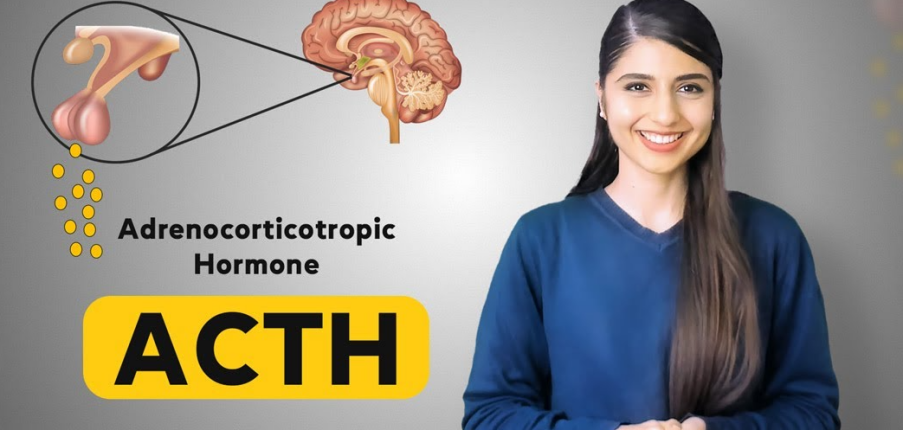 Xét nghiệm định lượng hormone kích thích tuyến vỏ thượng thận ACTH