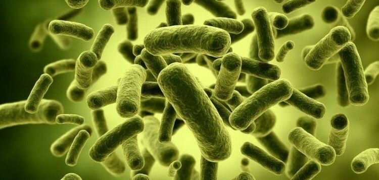 Men vi sinh Bifidobacterium: Lợi ích, nguồn bổ sung và tác dụng phụ