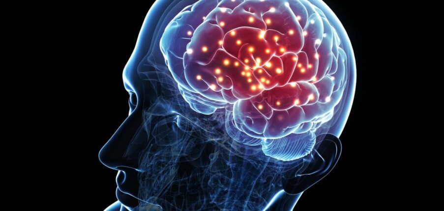 Đại não và bán cầu não ưu thế: Những điều bạn cần biết
