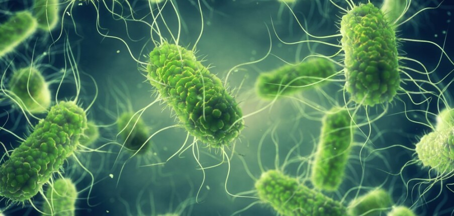 Nhiễm khuẩn Salmonella: Nguyên nhân, triệu chứng, điều trị và phòng ngừa