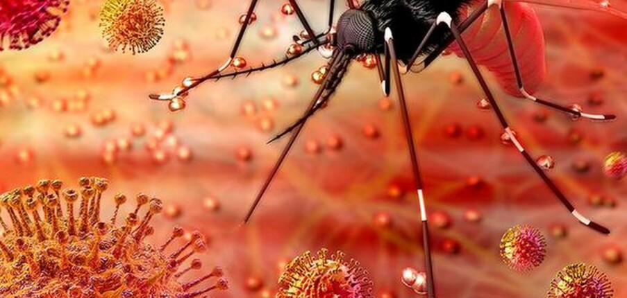 Nhiễm virus Zika: Dấu hiệu nhận biết, điều trị và phòng ngừa