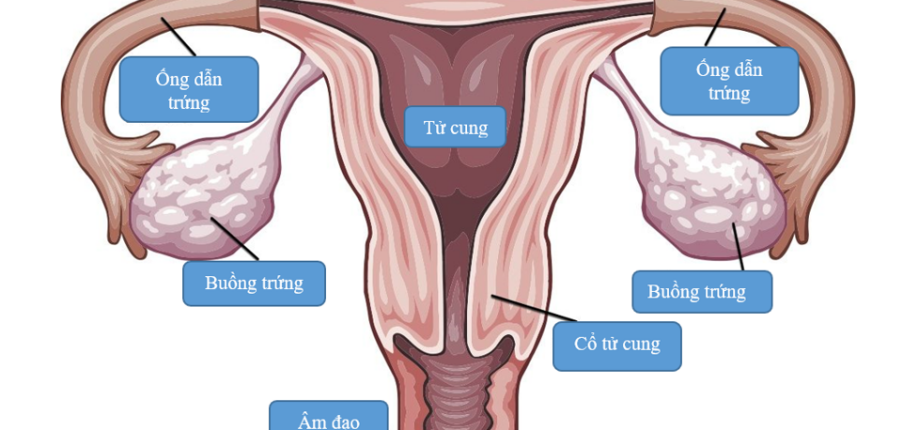 Mọi điều bạn cần biết về rụng trứng