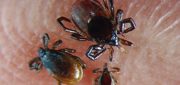 11 điều bạn cần biết về vết cắn của bọ chét