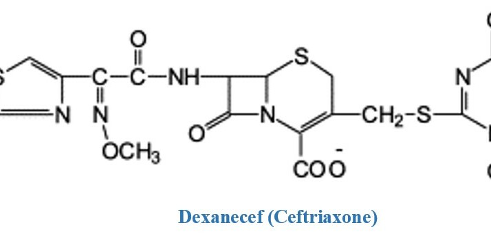 Thuốc Dexanecef - Điều trị nhiễm trùng do vi khuẩn - Hộp x 10 lọ - Cách dùng