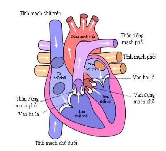 Cấu tạo của tim