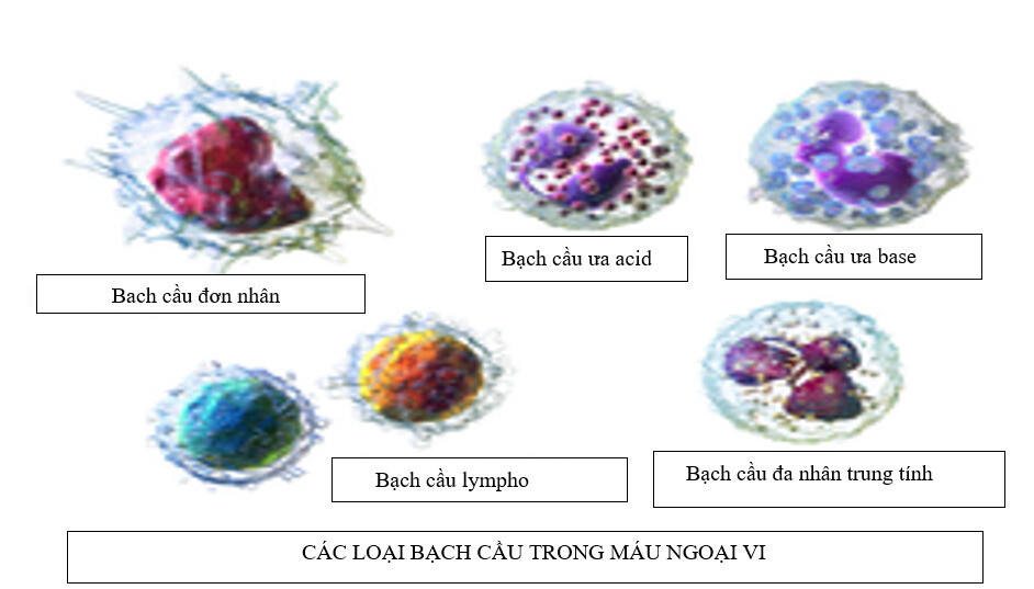 Giảm bạch cầu: Nguyên nhân, triệu chứng và biện pháp điều trị - Ảnh 1