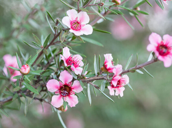 Hoa Manuka | Nguồn: Pinterest