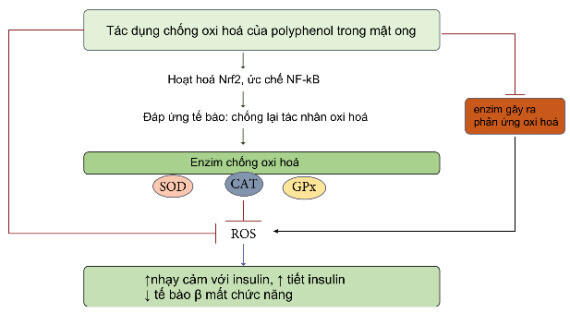 (Tiềm năng của mật ong: bảo vệ tế bào chống lại stress oxy hóa - https://www.hindawi.com/ ) 