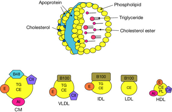 Các dạng lipoprotein ( Nguồn ảnh: reseachgate)