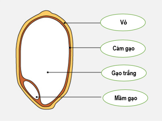    Gạo trắng trải qua nhiều công đoạn chế biến hơn gạo lứt. Nguồn ảnh: Japan Centre