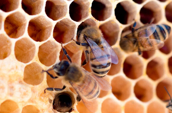  Vì mật hoa không ở trong dạ dày của ong, nên nó không phải là chất nôn | Nguồn ảnh: Unsplash